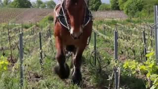 Arado viña de Champagne con Caballo 2 [upl. by Yatnuhs615]