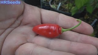 ⟹ Aji Largo Rocoto Pepper BLACK SEEDS  Capsicum pubescens  Pod Review 2019 [upl. by Kyriako]