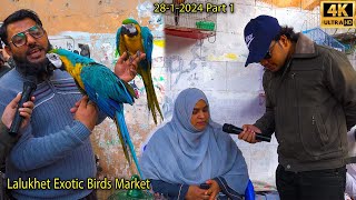 Lalukhet Exotic Hen and Rooster Birds Market Karachi Unique Parrots and Chicks  فراخ الببغاوات [upl. by Hairakcaz]