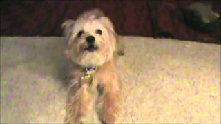 Yorkie shih tzu barks [upl. by Vachell]