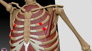 Anatomí­a 3D para artistas 2 musculos intercostales oblicuo interno pectoral menor y subescapular [upl. by Htennek508]