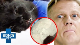 Can Cat Beat Breast Cancer Twice 🥺🐱 Bondi Vet Clips  Bondi Vet [upl. by Ynar]