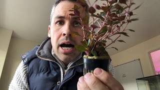 Ludwigia Mini Super Red  Fast Growing Aquarium Plant Easy Great Colours up to 30cm height [upl. by Icnarf]