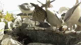 Herring Gulls [upl. by Joost926]