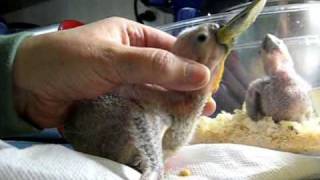 122709 Timneh African Grey babies about 3 weeks old [upl. by Naiviv]