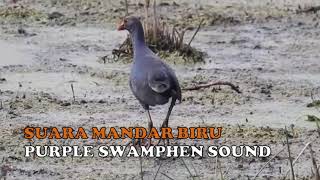 SUARA PIKAT MANDAR BIRU 100 MANTUL  Purple Swamphen Sound [upl. by Ecirtnom]