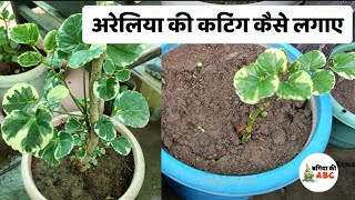 अरेलिया की कटिंग  How to Propagate Aralia Dinner Plate Plant  Aralia Dinner Plate Plant [upl. by Abagael826]