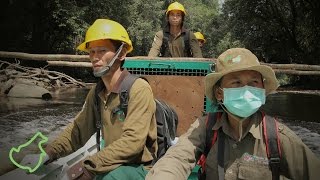 BOSF Third Orangutan Release 2012 [upl. by Rosario518]