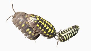 Comparing Isopods Armadillidium gestroi A granulatum and A maculatum Yellow [upl. by Avivah]