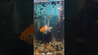 Gold fish ande dene wali hai goldfish shorts mollyfish aquarium viralvideo fishing fish [upl. by Adeuga]