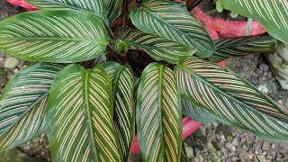 How To Care Calathea Ornata  Multiple Garden [upl. by Thier]