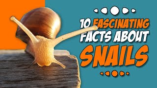 10 fascinating facts about snails [upl. by Aital]