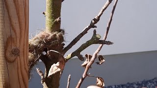 Säulenobstbäume fachgerecht schneiden [upl. by Shore]