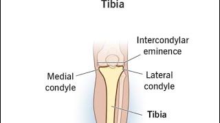 Tibia bony features anatomy clinic viralvideo biology clinicians medicalstudent [upl. by Center]