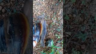 How Snails and slugs remove in the gardenyoutubeshort [upl. by Israeli188]