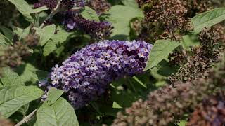 Dwarf Butterfly Bushes August 2024 [upl. by Adnarb]