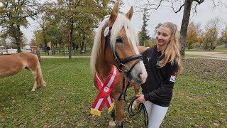 Sieg österreichisches Freispringen 2024 Haflinger 2jährig [upl. by Wengert273]