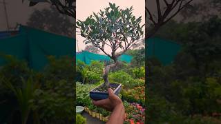 Bonsai plants bonsai bonsaitree bonsailife plants plantslover shorts youtubeshorts [upl. by Esinrahc752]