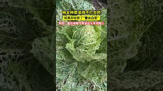 網友種菜堅持不打農藥，結果卻收穫了quot蕾絲白菜quot，網友：蕾絲裙都不敢留這麼多洞眼兒！ [upl. by Nomal]