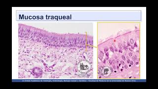 VIDEHISTO 31  Aparato respiratorio  Tráquea [upl. by Ennairda714]