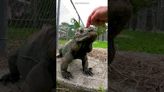 🦎 Petting an endangered Rhinoceros iguana Cyclura cornuta 🦎reptiles iguana herpetology [upl. by Eldon]