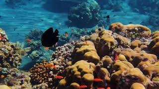 Snorkeling Jemeluk Bay Amed Indonesia 2024  4k HDR [upl. by Idyak830]