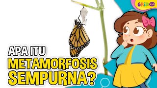 Apa Itu Hewan Metamorfosis Sempurna [upl. by Nnaeitak818]