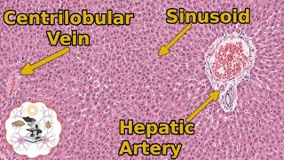 Learn Liver Histology The Basics You Need to Know [upl. by Vina556]