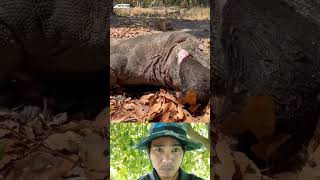 Komodo eat boar  animals wildlife viralvideo shortsvideo komodo [upl. by Namialus]