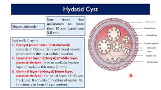 MED Level2 GIT Echinococcus species and Hydatid disease [upl. by Acinorrev]