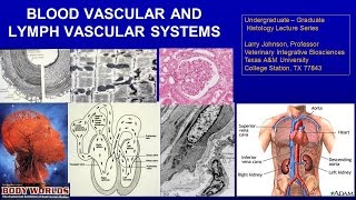 15 Blood and Lymph Vascular Systems Lecture [upl. by Naillimxam593]