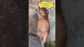 Hilarious Capybara quotDont Scratch Me Ill Fall Offquot funny capybara [upl. by Aracot]