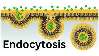 Endocytosis Bulk transport across cell membrane [upl. by Kylen455]