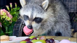 Raccoon Eats Grapes Macarons and Marshmallows  Valentine’s Day [upl. by Hosbein]