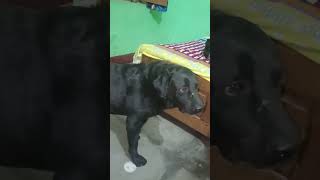 Mere taison k nawabo wale nakhre hath se khana khata h🤣🤣🤣 funnyanimlas dog lovertranding [upl. by Rotsen184]