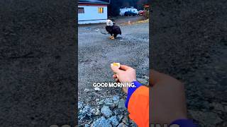 This Bald Eagle LOVES Eggs 😂 [upl. by Oaks]