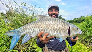 Big Dwag Mighty mahseer from the rapids Bluefin Mahseer catch and release [upl. by Yedoc]