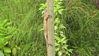 Oriental garden lizard Calotes versicolor easternIndianbloodsuckerchangeable lizard at TSKK [upl. by Ainyt]