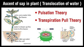 Ascent of sap in plant  Balsam plant experiment  transpiration pull theory  pulsation theory [upl. by Adnih]