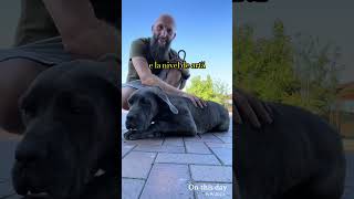 Câini care se victimizează alinmoldovan dresajcanin canecorso [upl. by Depoliti37]