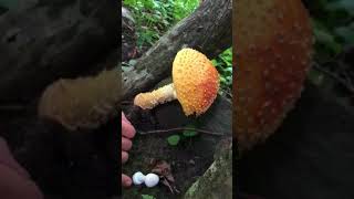 How to identify amanita muscaria [upl. by Ogdon140]