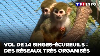 Vol de 14 singes écureuils des réseaux très organisés [upl. by Iliak]