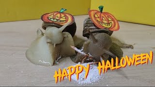 Shocking Halloween Tradition Snails Gobble Up Pumpkin [upl. by Xed]