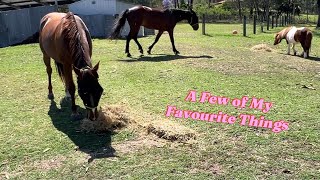 Life is SHORT  Spend time with your horse [upl. by Darby]