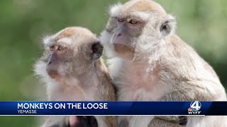 43 monkeys escape research center in South Carolina and have not been captured [upl. by Aihsilef523]