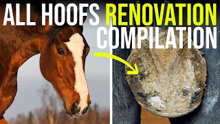 Satisfying Horse All Hoofs Cleaning and Restoration Compilation  ASMR CRAFTSMEN [upl. by Tran]