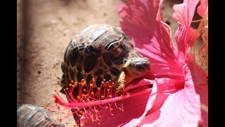 Four perfect and critically endangered hatchlings for Easter [upl. by Aneelas]