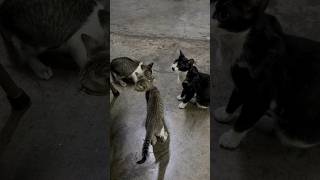 Black white cat and her kittens at the lobby eating fish 11March2024 [upl. by Hippel226]