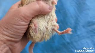 Afternoon Fat Tailed Gerbil Routinehow to handleetc [upl. by Arol367]