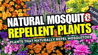 Top 15 Plants That NATURALLY Repel Mosquitoes 🦟 Natural Repellent Plants That Keep Mosquitoes AWAY 😱 [upl. by Leahcam]